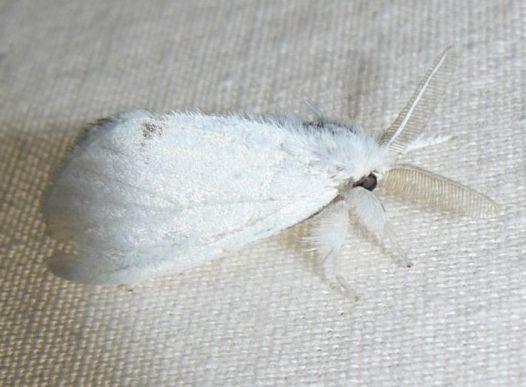 donsvlinder man.jpg - Donsvlinder - Euproctis similis